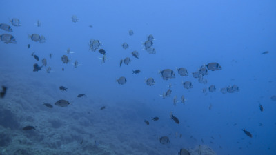 TCB_Elba_2026_0029