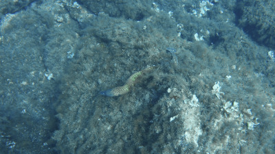 TCB_Elba_2026_0033
