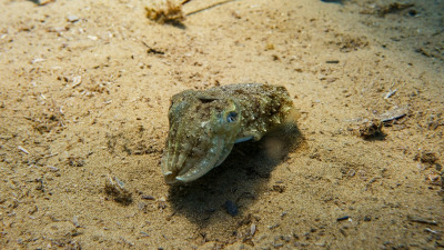 TCB_Elba_2026_0050