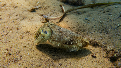 TCB_Elba_2026_0051