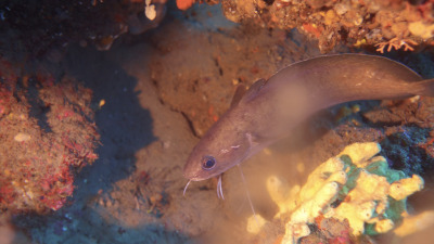 TCB_Elba_2026_0070