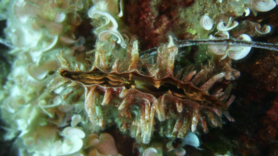 TCB_Elba_2026_0094