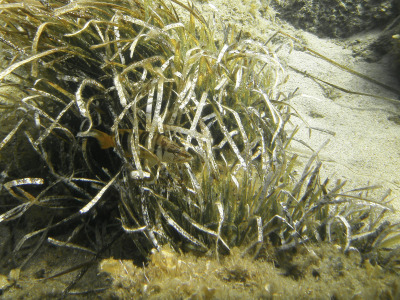 SeaLife DC1400