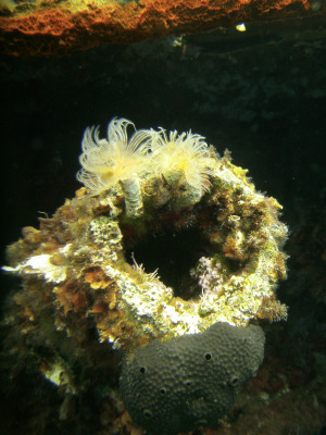SeaLife DC1400