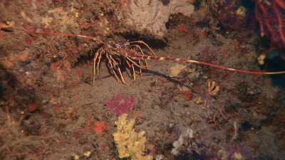 TCB_Elba_2026_0162