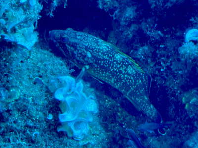 TCB_Elba_2026_0173