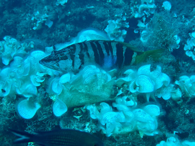 TCB_Elba_2026_0179