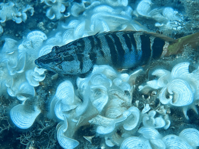 TCB_Elba_2026_0180