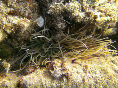 SeaLife DC1400
