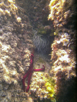 SeaLife DC1400