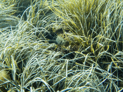 C:\DCIM\100GOPRO\GOPR1931.GPR