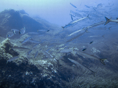 SeaLife DC1400