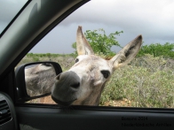 Bonaire (5)