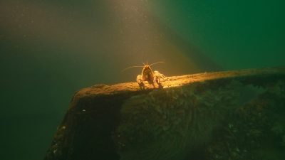 IMG_2656-scaled